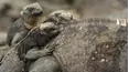Galápagos