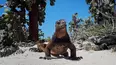 Galápagos