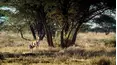 African Bambi