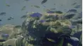 Secrets of the Enchanted Waters