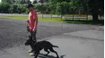 The Tom Davis Dog Training Collections: German Shepherd Training