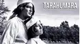 Tarahumara