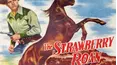 The Strawberry Roan