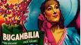 Bugambilia