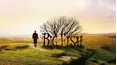 Big Fish