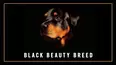 Black Beauty Breed