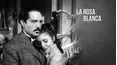 La rosa blanca