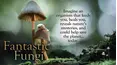 Fantastic Fungi