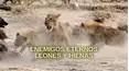 Enemigos Eternos: Leones y Hienas
