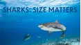 Sharks: Size Matters