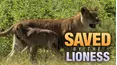 Saved by the Lioness