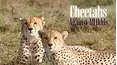 Cheetah: Against All Odds