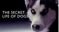 The Secret Life of Dogs