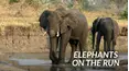 Elephants on the Run