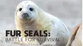 Fur Seals: Battle for Survival