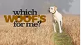 Which Woof's For Me