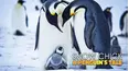 Snow Chick: A Penguin's Tale