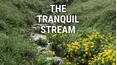 The Tranquil Stream