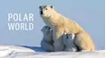 Polar World