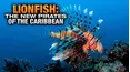 Lionfish: The New Pirates of the Caribbean