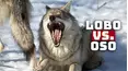Lobo vs. oso