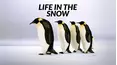 Life in the Snow