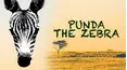 Punda the Zebra