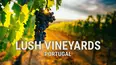 Lush Vineyards: Portugal