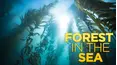 Forest in the Sea
