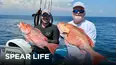 Spear Life