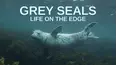 Grey Seals: Life on the Edge