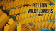 Yellow Wildflowers: France