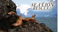 Sea Lion Rescue