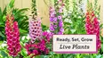Ready, Set, Grow -- Live Plants