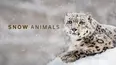 Snow Animals