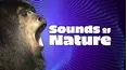 Sounds of Nature