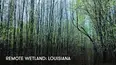 Remote Wetland: Louisiana