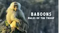 Baboons: Rules of the Troop