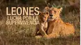 Leones: Lucha por la supervivencia