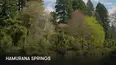 Hamurana Springs
