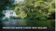 Protected Native Forest: New Zealand