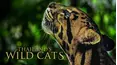 Thailand's Wild Cats