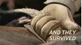 And They Survived