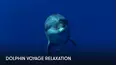 Dolphin Voyage Relaxation