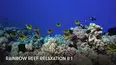 Rainbow Reef Relaxation 2