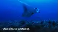 Underwater Wonders