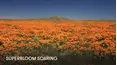 Superbloom Soaring