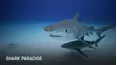 Shark Paradise