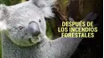Después de los incendios forestales