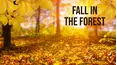 Fall in the Forest